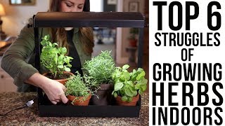 Top 6 Struggles of Growing Herbs Indoors w solutions🌿🌿🌿  Garden Answer [upl. by Sible]