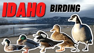 Winter Birding at Lake Pend Oreille [upl. by Orbadiah]