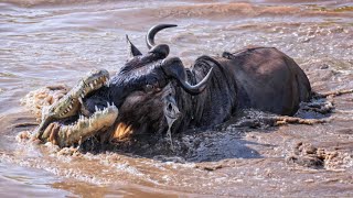 Wildebeest Treacherous River Crossing and the Monster Crocodile Pursuit Tanzania [upl. by Dor]