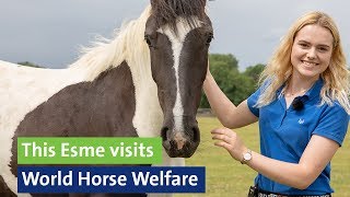 This Esme visits World Horse Welfare Hall Farm Norfolk [upl. by Ahsead]