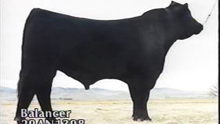 ABS Beef Sires 1994 [upl. by Alverson]