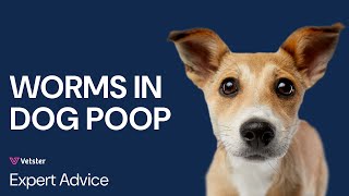 What Do Worms In Dog Poop Look Like Deworming Tapeworm Roundworm Hookworm and More [upl. by Nekciv]