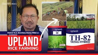 Former DA Secretary Manny Piñol on Upland Rice Farming using the TH82 TATAG Hybrid of SeedWorks [upl. by Hull310]