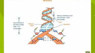 Deoxyribonucleic Acid [upl. by Lladnew]