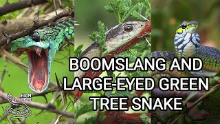 Deadly Boomslang of Africa  the most venomous rearfanged snake and Largeeyed Green Tree Snake [upl. by Ojyma]