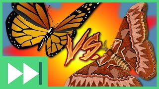 Butterfly vs Moth  Fast Forward Teachable Moment [upl. by Schellens905]