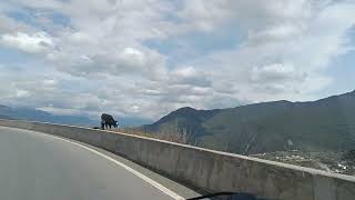 Deqin Yunnan China Roads  random cows and yaks [upl. by Acisse]