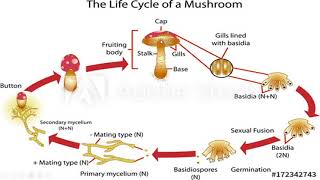 Basidiomycota club fungi [upl. by Erastatus904]