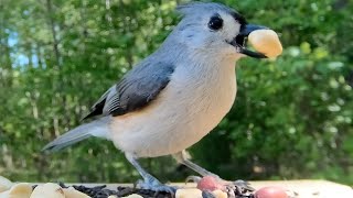 Tufted Titmouse gets Peanut [upl. by Alakcim]