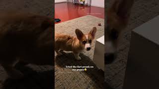 tiktok funny pets [upl. by Avivah]