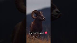 Big Horn Sheep [upl. by Nester406]