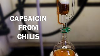 How to extract capsaicinoids from chili peppers [upl. by Tobiah]