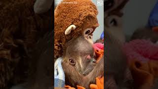 Critically endangered Sumatran orangutan born at Sacramento Zoo [upl. by Yardna]