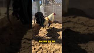 COMO CORTAR y SELLAR EL ESPOLÓN DE TU GALLO 🐓🇺🇸🇲🇽 gallo galleros gallofino michoacan [upl. by Ajiat961]