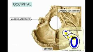 osteología del craneo parte n°6 hueso occipital [upl. by Arehs]