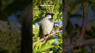 Sparrows cheerful chirping sounds Real birds shorts [upl. by Ordnagela]