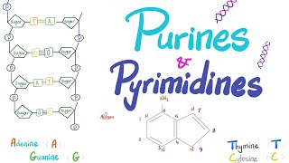 Purines Pyrimidines Nucleotides Nucleosides DNA RNA Denaturation amp Annealing [upl. by Flagler]