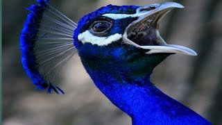 Peacock Sound Full HD Noises [upl. by Leatri587]