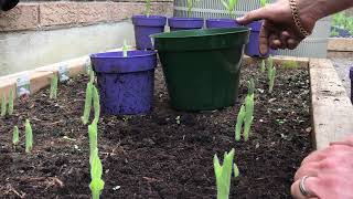 Planting your new Cypripedium Reginae [upl. by Victorie930]