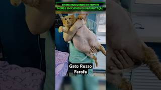 Gato mais gordo do mundo morre na Rússia em clinica ré reabilitação gatorusso gatomaisgordo [upl. by Aleicarg672]