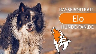 ► Elo Hund 2018 Rasse Aussehen amp Charakter [upl. by Lletram305]