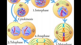 What is a Tubulin [upl. by Morie748]