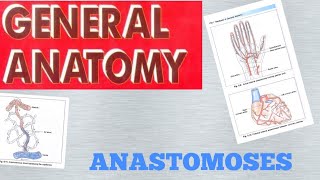 ANASTOMOSES General anatomy8 [upl. by Romonda]