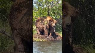 That’s a BIG bear 👀 bear kodiak wildlife grizzlybear salmon fishing outdoorsurvival grizzly [upl. by Drisko682]