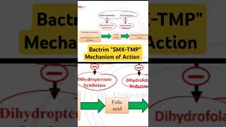 Bactrim SMXTMP Mechanism of Action [upl. by Barger629]