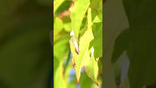 Camouflage and Mimicry The Butterfly That Looks Like a New Leaf [upl. by Coltun]