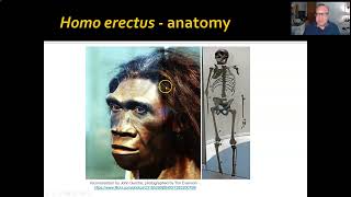 ANTHR 1Ch 1103 Homo erectus ergaster [upl. by Ttirb367]