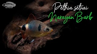 Narayan Barb in the Wild  Pethia setnai  underwatervideo biotope westernghats aquatichabitat [upl. by Yenhpad279]