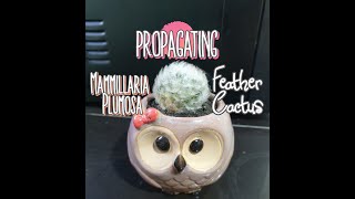 Propagating Mammillaria plumosa Feather Cactus [upl. by Adnwahsar]