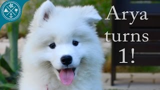 The cutest Samoyed puppy ever Arya turns 1 year old [upl. by Nilo]