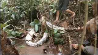 El vídeo viral de un hombre liberándose de una pitón [upl. by Cordey724]