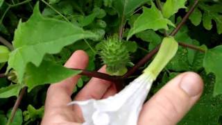 JIMSON WEED Poisonous plant with spiny helmet and white tubular flowers [upl. by Neurath]