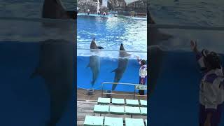 Dazzling Dolphin Dance at Nagoya Public Aquarium Japanshorts [upl. by Lebana]