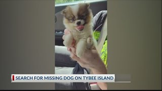 Tybee Island PD attempting to locate ‘Tito” the tiny dog [upl. by Lleneg951]