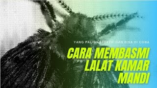 Cara Membasmi Lalat Kamar Mandi   121 [upl. by Sophi470]