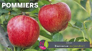 TOUT SAVOIR SUR LE POMMIER ET LA POMME  L’ARBRE LES FORMES LA CULTURE LES MEILLEURES VARIÉTÉS [upl. by Eblehs]