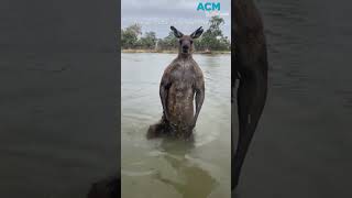 Aussie man saves dog from being drowned by kangaroo [upl. by Eirehc]