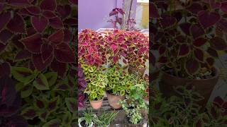 My coleus collection 🩵 ashortaday gardening houseplants [upl. by Heiner]