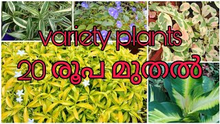 20 രൂപ മുതൽ variety new plants☘️ affordable rate Contact 6282308685 [upl. by Fortuna979]