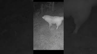 Farm Dogs protect the goats from Wolves shorts dog [upl. by Joliet]