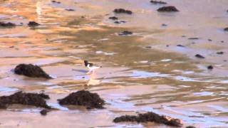 AVES Ostrero común Haematopus ostralegus [upl. by Blackmore]