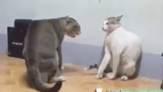 Gatos peleando versión turro [upl. by Anayt]