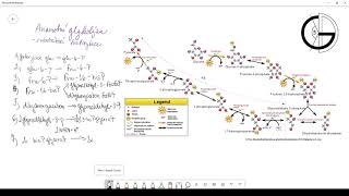 Metabolismus sacharidů 1 anaerobní glykolýza  detailní pohled [upl. by Ignatius]