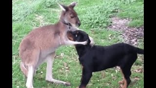 Dog vs Kangaroo Videos  Buff Kangaroo vs Dog  Kangaroo Fights Man  Kangaroo Boxing Human [upl. by Laved]