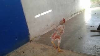 Gallina sin plumas [upl. by Leahcimnhoj]