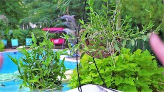 Repotting Orchids 2 Different Ways  Epidendrum Radicans Hanging Basket [upl. by Llenram]